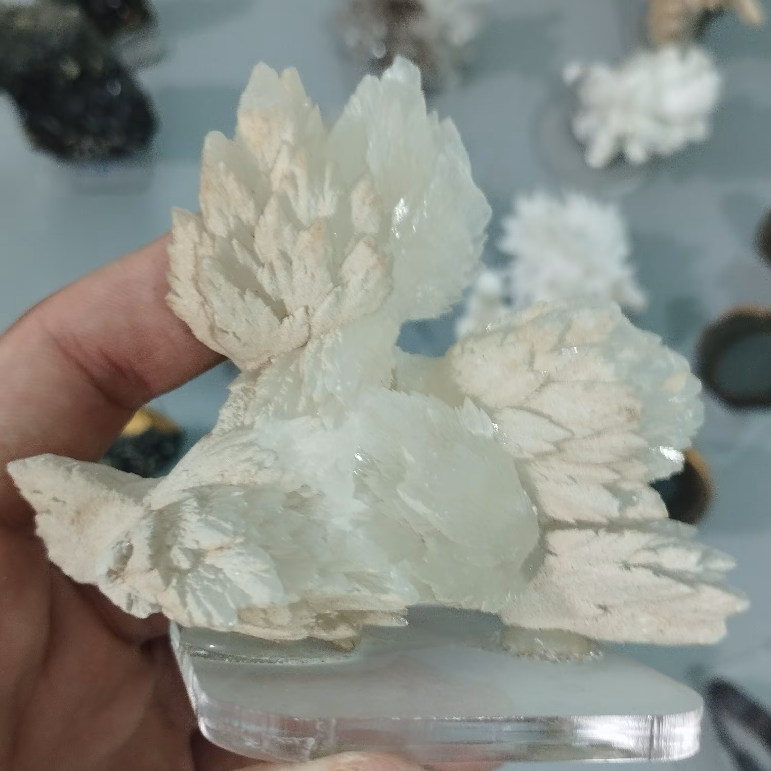 کلکسیونی کلسیت فلاور قد 9سانتیمتر پهنا 11سانتیمتر  پایه دار،نمایشگاه اصفهان فروش رفت 