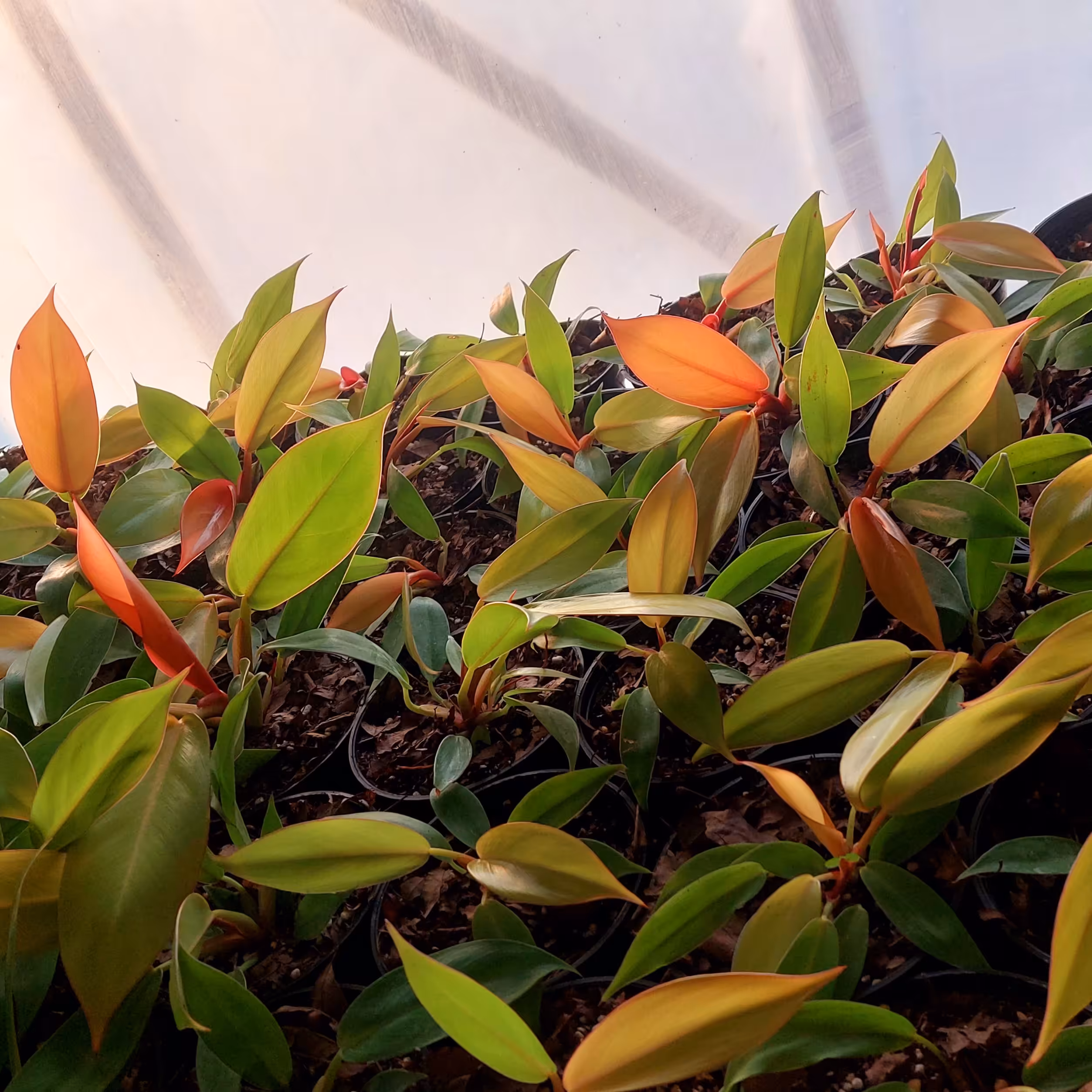 فیلودندرون  پرتقالی آپارتمانی(همراه با کود تقویتی )