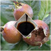 رب ازگیل یا رب کندس  یا به زبان ما شمالیها رب کنس  خالص ودرجه یک وتضمینی