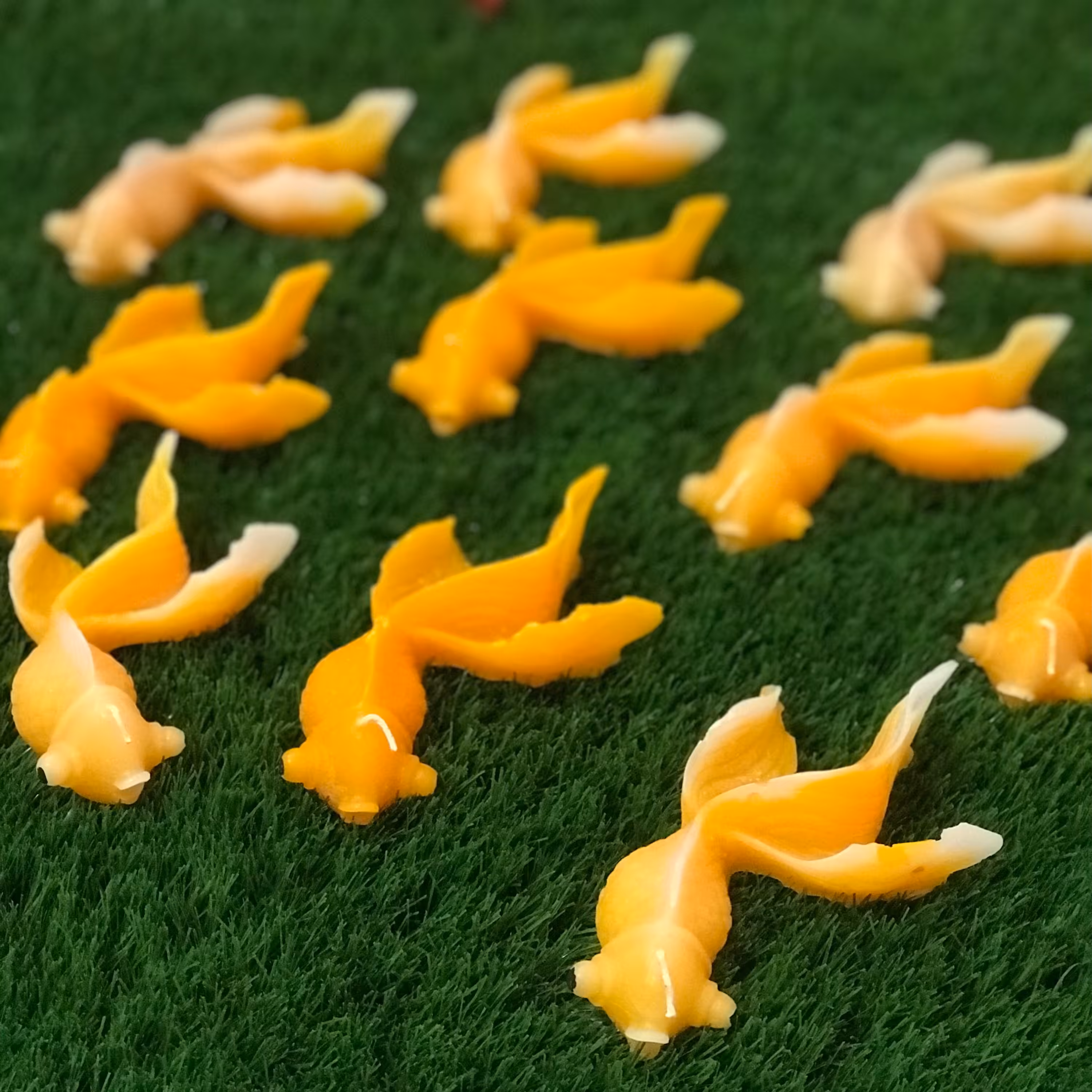 شمع ماهی شناور