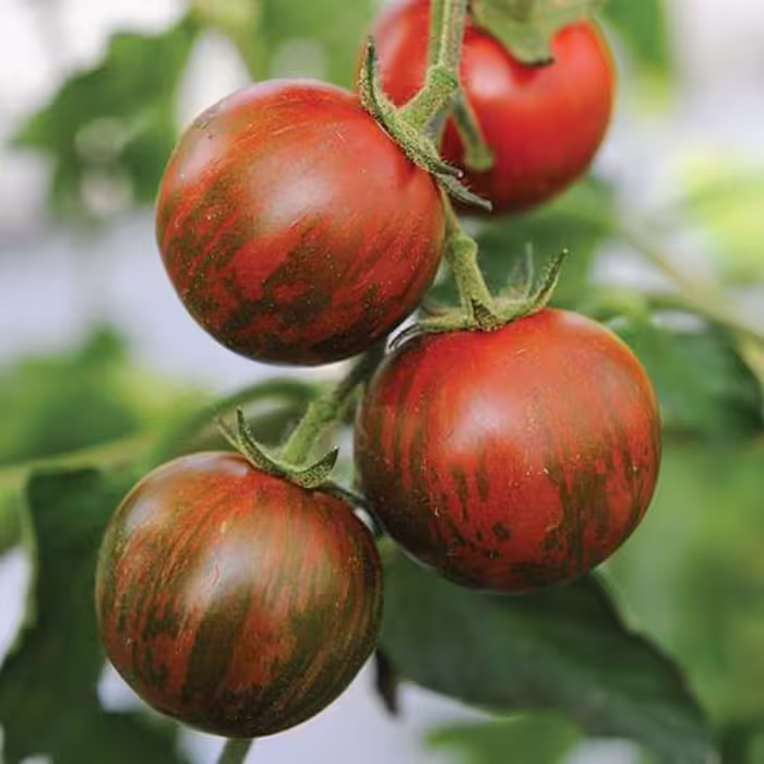 بذر گوجه چری تایگر قرمز 10 عددی