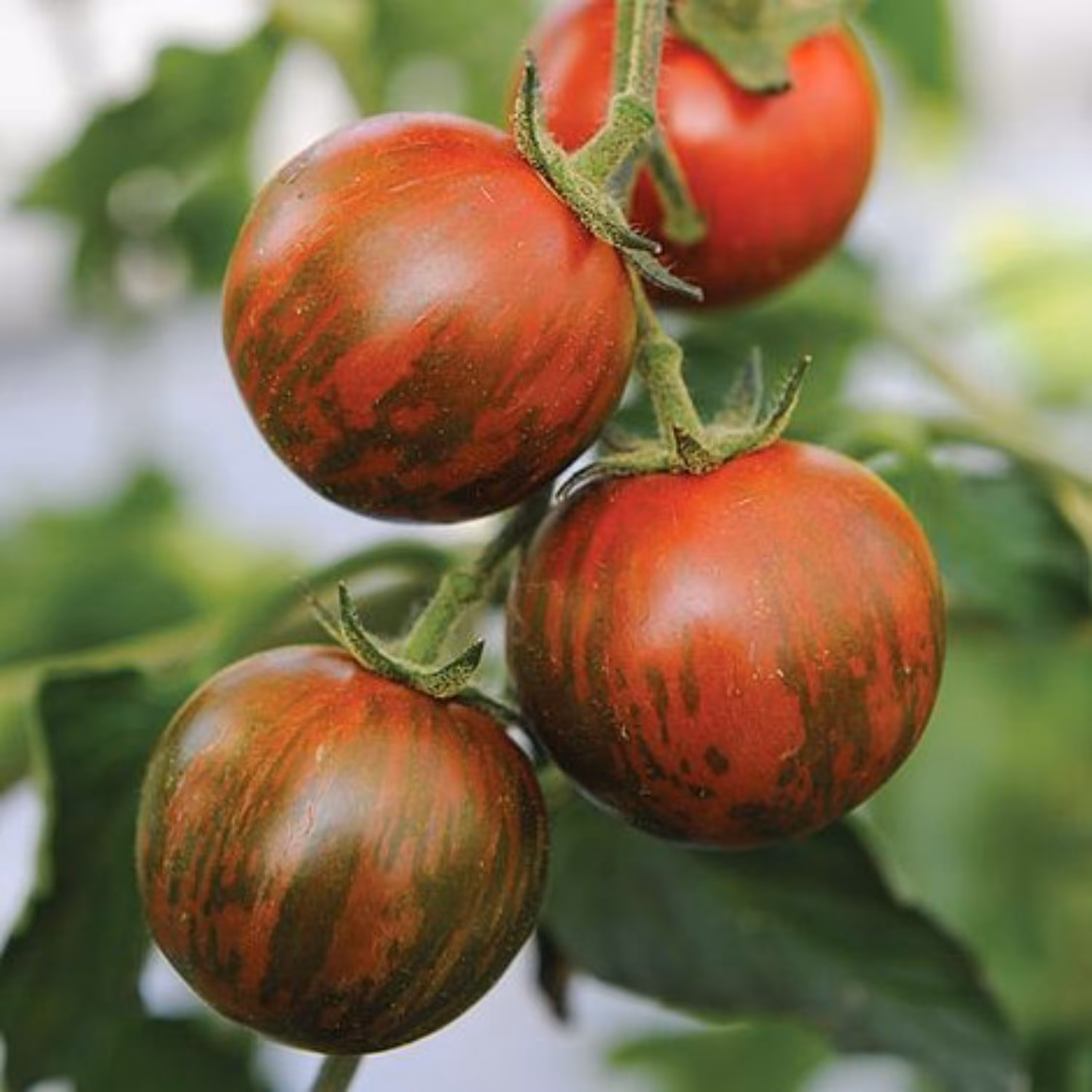 بذر گوجه چری تایگر قرمز 10 عددی