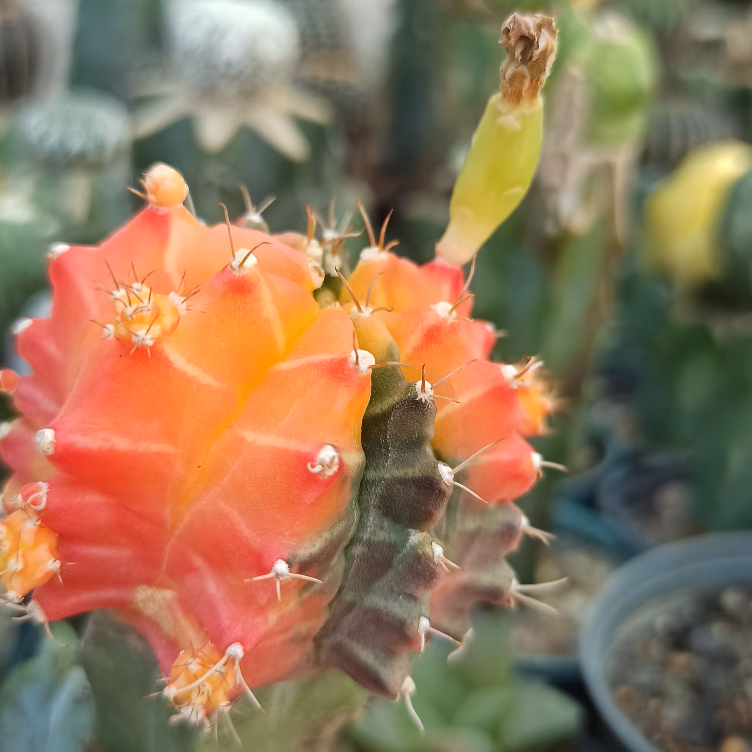 بذر  ژمینو  کلکسیونی 33 عددی ارسال رایگان برای 2 بسته33 عددی