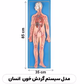 مولاژ گردش خون