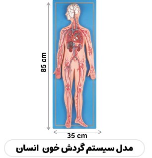 مولاژ گردش خون