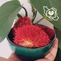  زعفران سنتی قائنات یک مثقالی (دسته دختر پیچ)