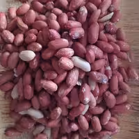 مغز بادام زمینی تازه امسالی  درجه 1