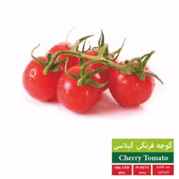 بذر گوجه گیلاسی قرمز بذر طلایی رویان 