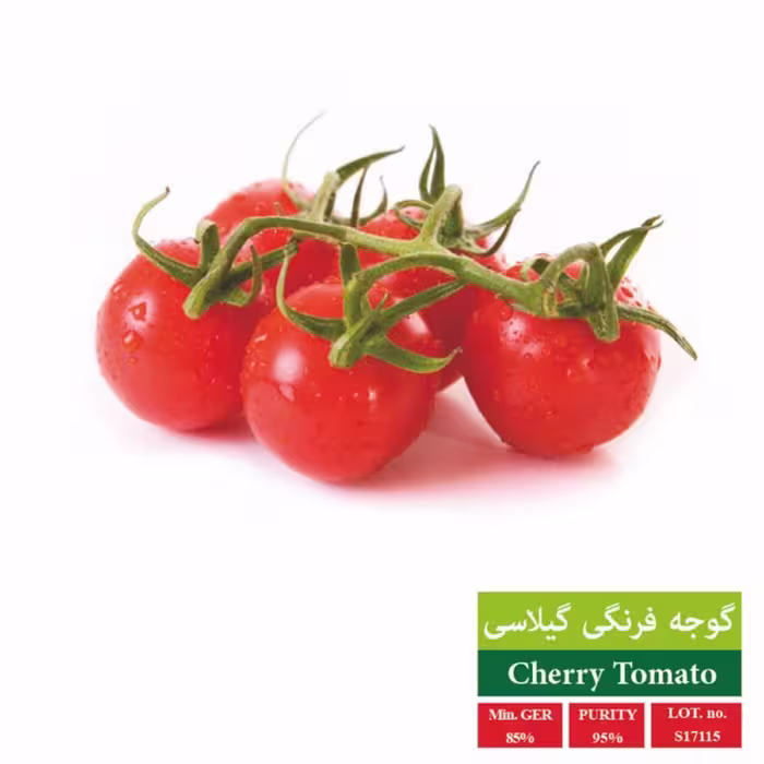 بذر گوجه گیلاسی قرمز بذر طلایی رویان 