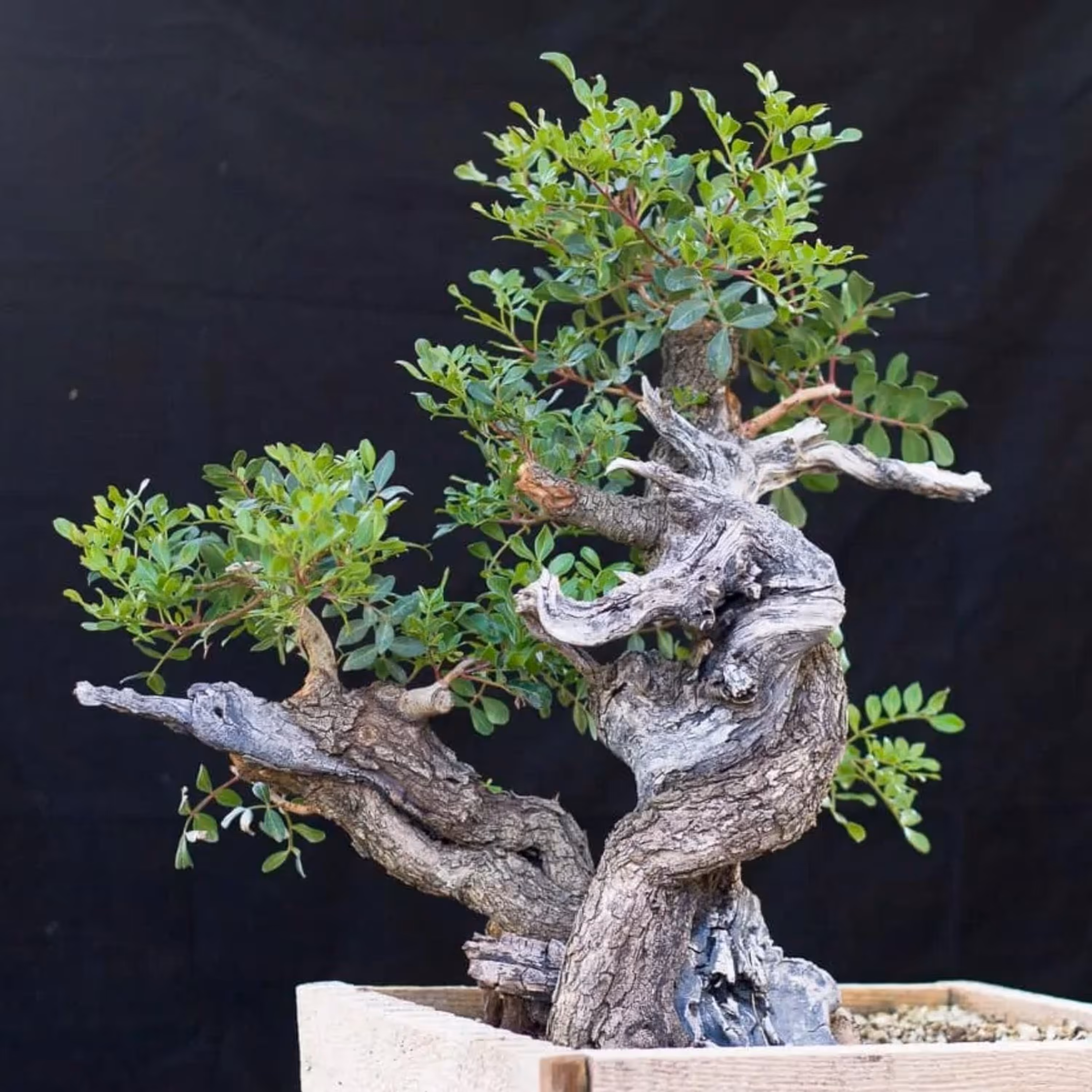 بذر بنسای بنه سانیا سید مدل S40