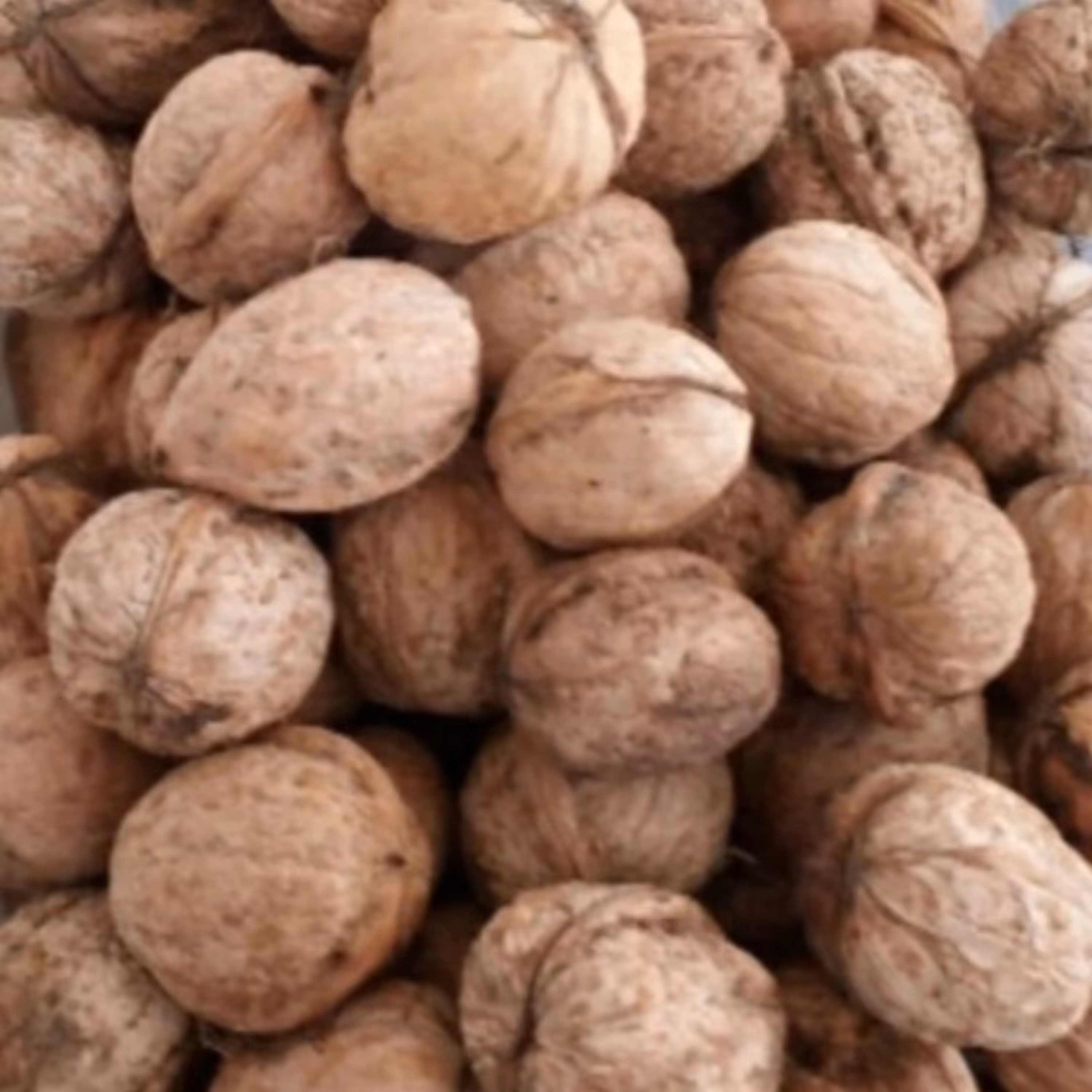 گردو درجه یک 1403 طعم عالی محصول قزوین