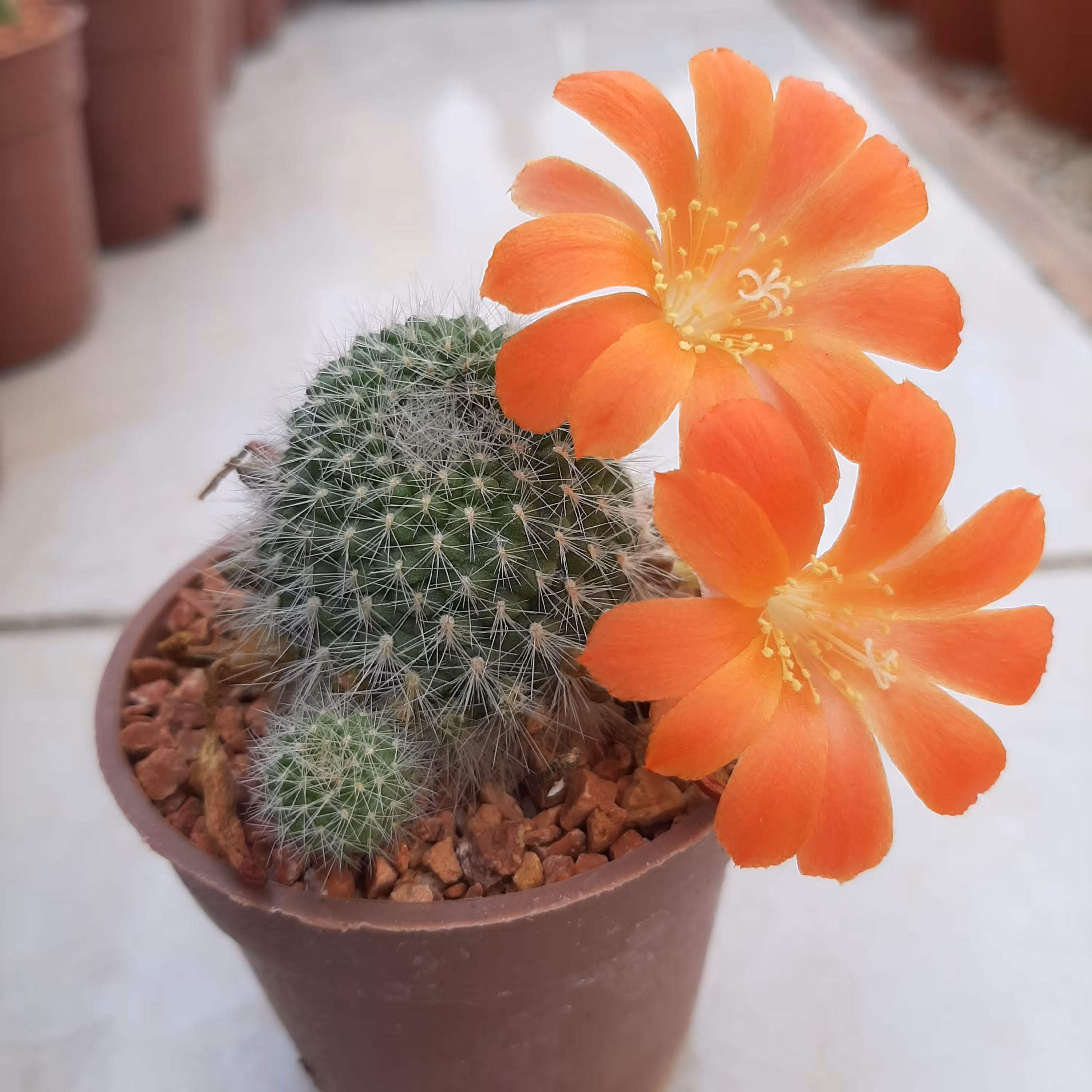 کاکتوس ریبوتیا گل نارنجی بسیار زیبا