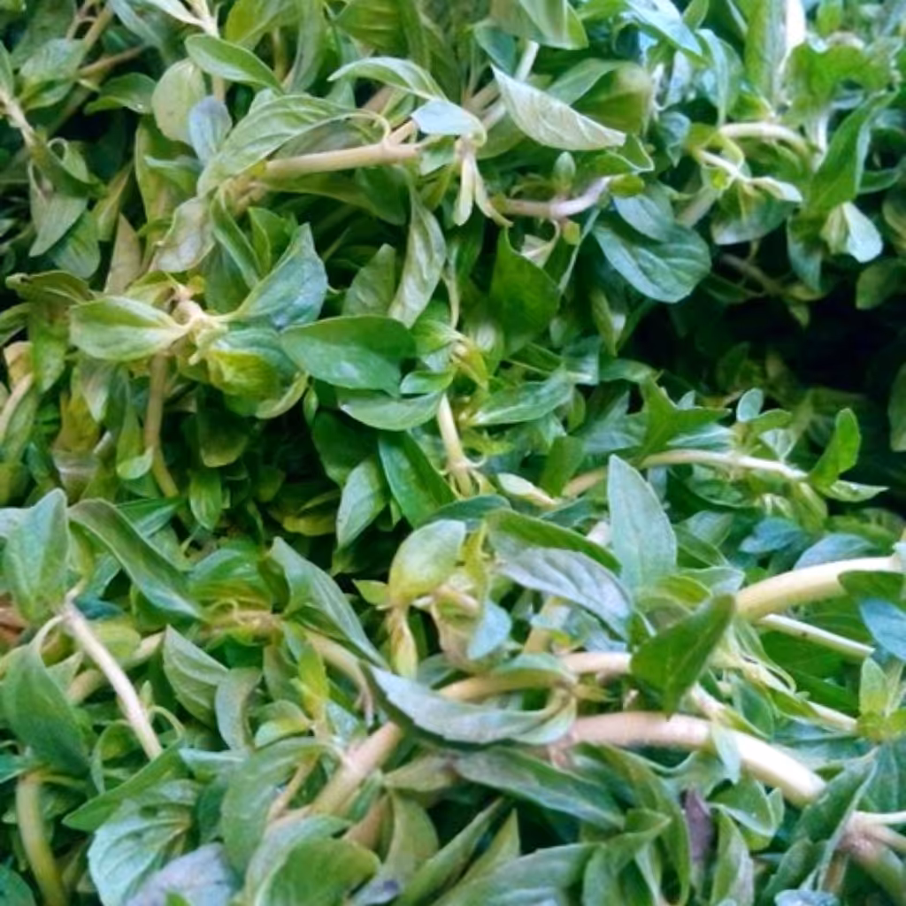 خالیواش، کوت کوته ، کوتکوته معطر خشک گیلان.رشت