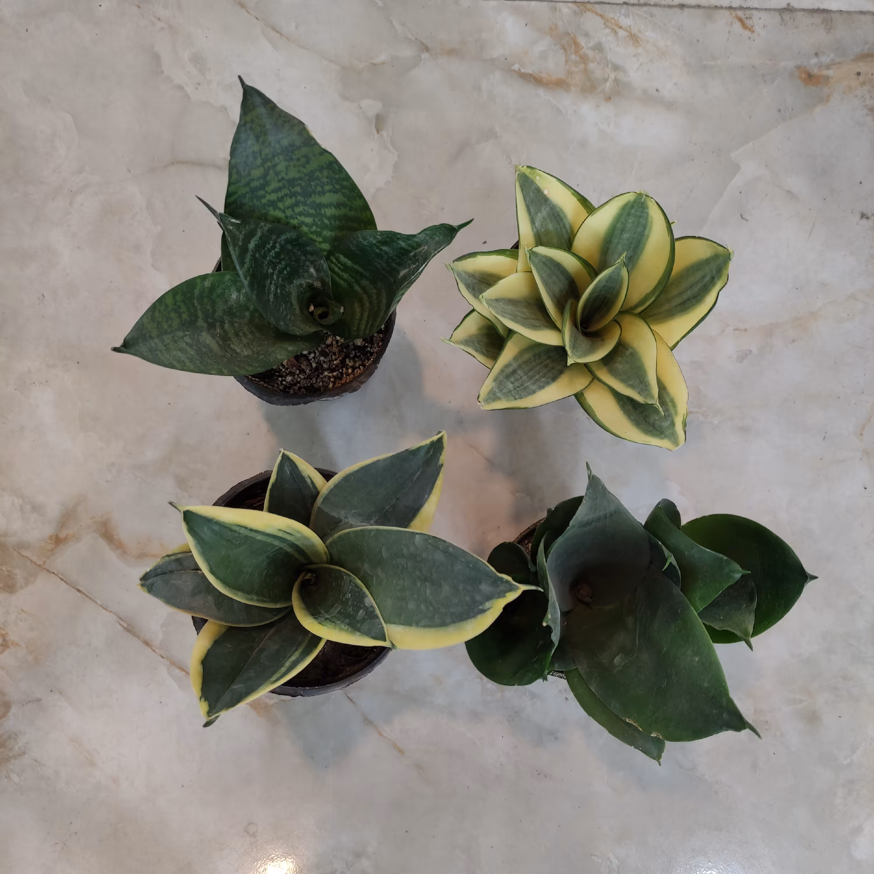 پک 4 تایی سانسوریا پاکوتاه (پس کرایه)