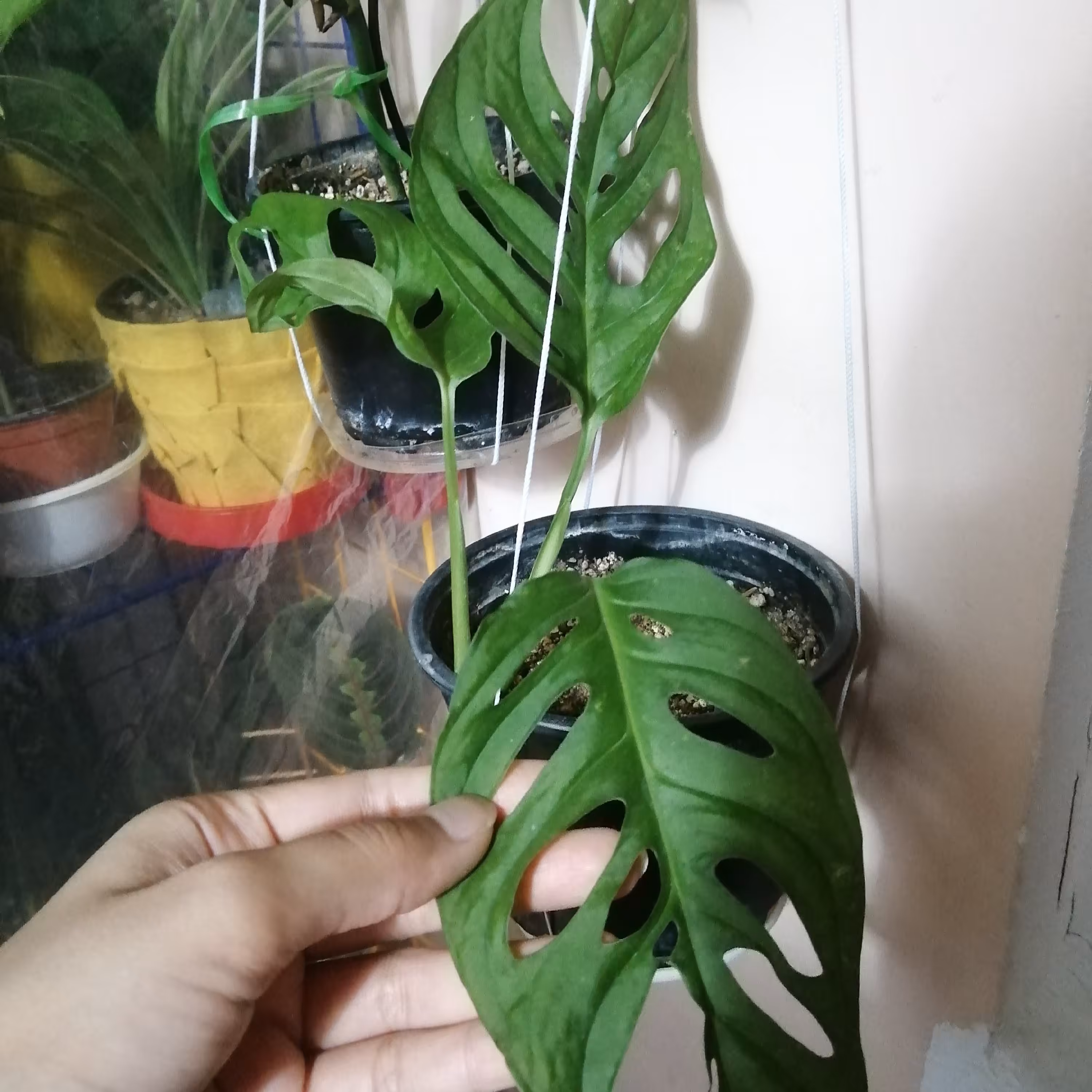 مانسترا ادنسونی یا گتوس حصیری هلندی)(هزینه ارسال با مشتری یا تحویل در اندیشه) 