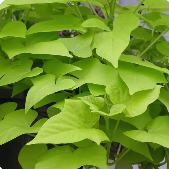 پک قلمه 10 عددی سیب زمینی شیرین ریزوم دار  رقم bonita  پیچکی و رونده     ارسال به صورت  پس کرایه با تیپاکس 