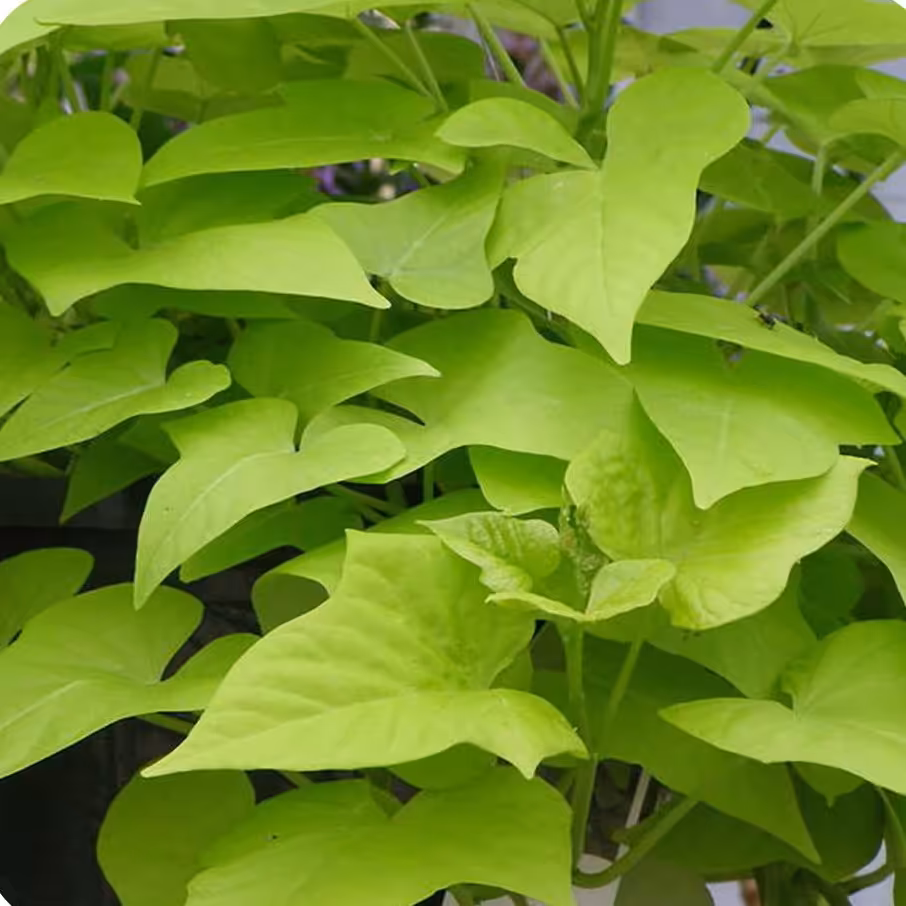 پک قلمه 10 عددی سیب زمینی شیرین ریزوم دار  رقم bonita  پیچکی و رونده     ارسال به صورت  پس کرایه با تیپاکس 