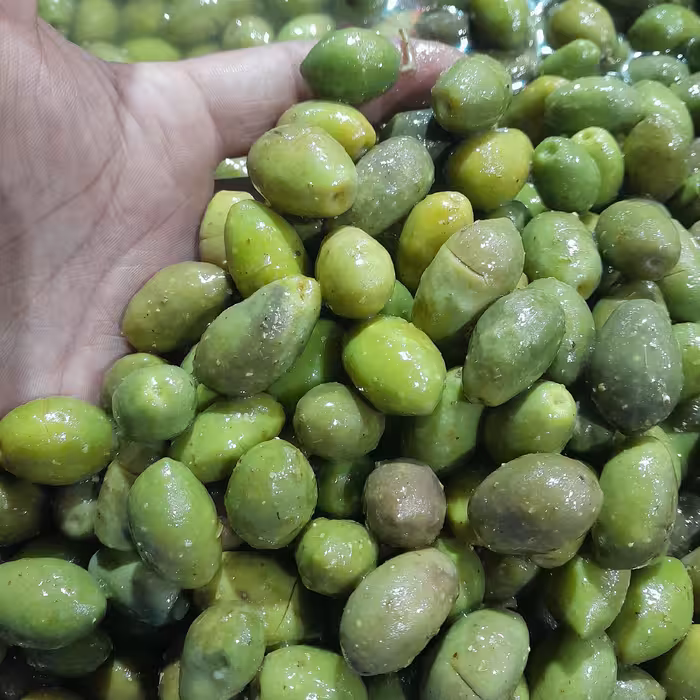 زیتون شکسته نوبرانه امسال درهم