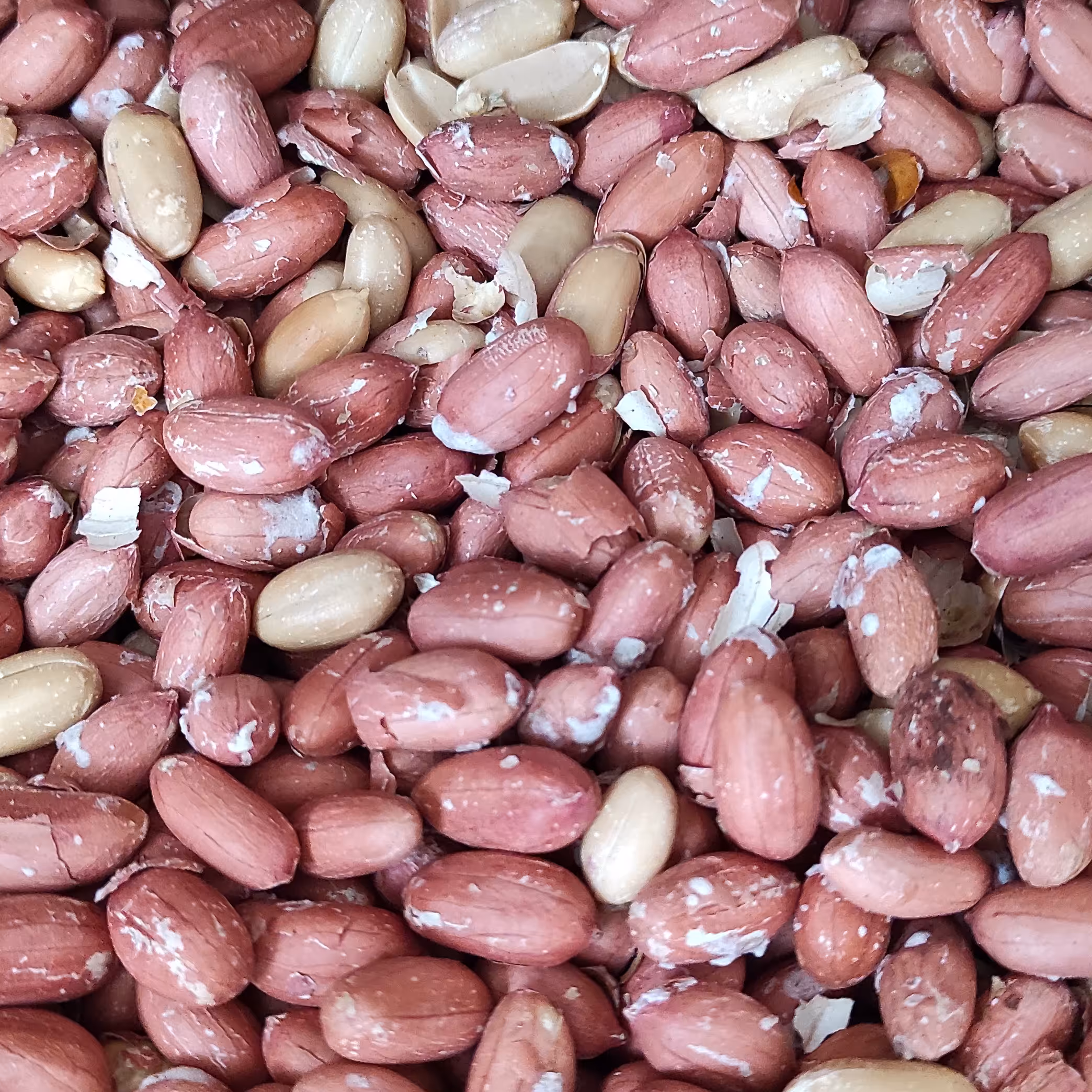 بادام زمینی استانه