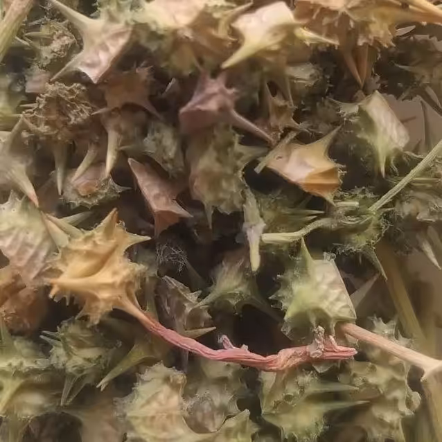 گیاه خارخاسک 150 گرمی