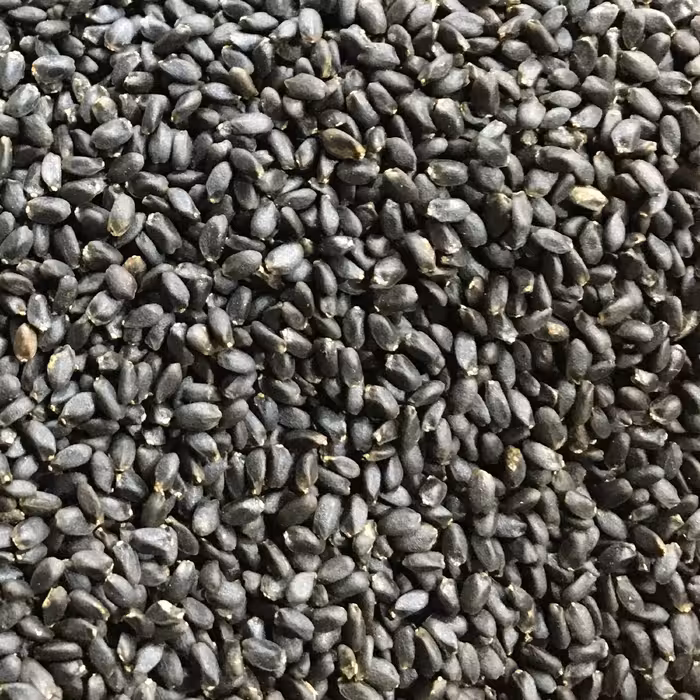 تخم شربتی درشت100 گرم(ریحان)