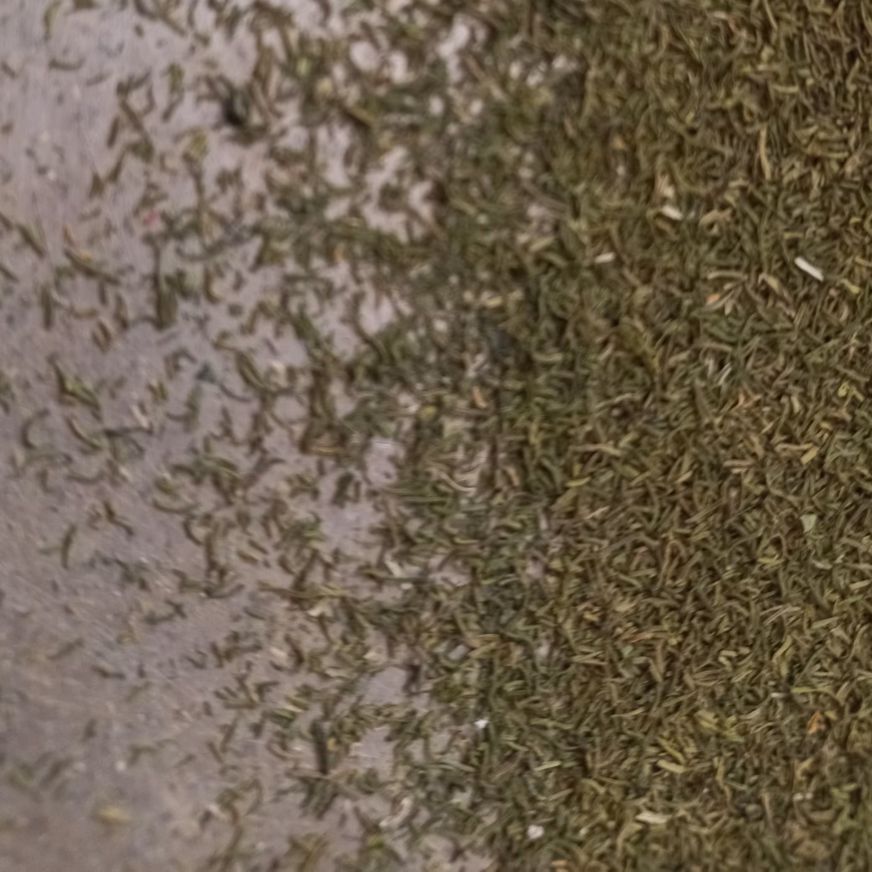 شوید خشک_شسته و الک شده خونگی_50گرمی