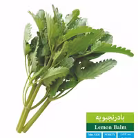 بذر بادرنجبویه بذر طلایی رویان (یک بسته)