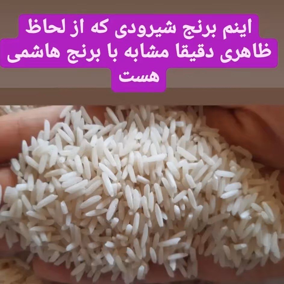 برنج شیرودی الک 1 کیفیت تضمینی فوق العاده خوش پخت
