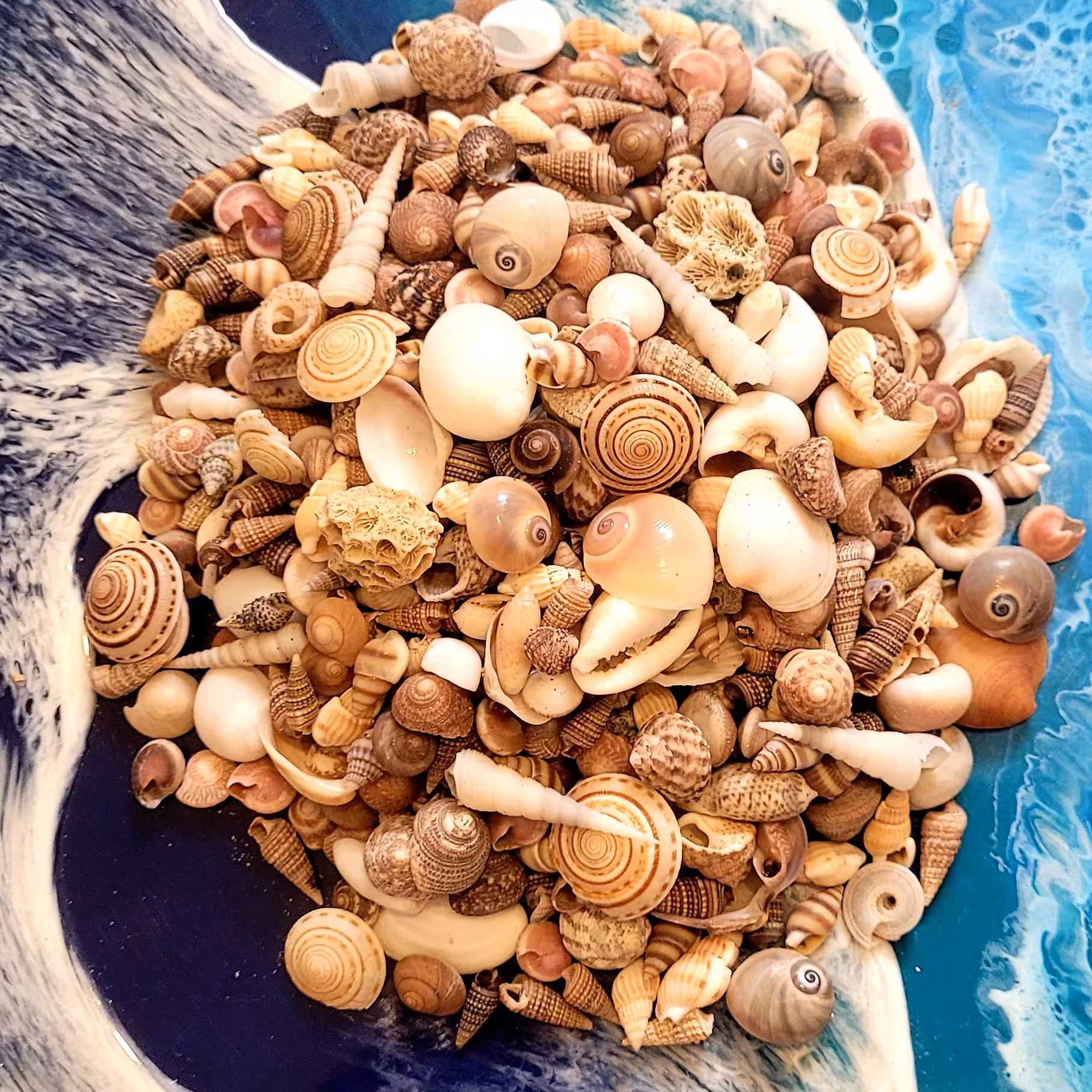  پک صدف مخلوط(بیش از 200 صدف)