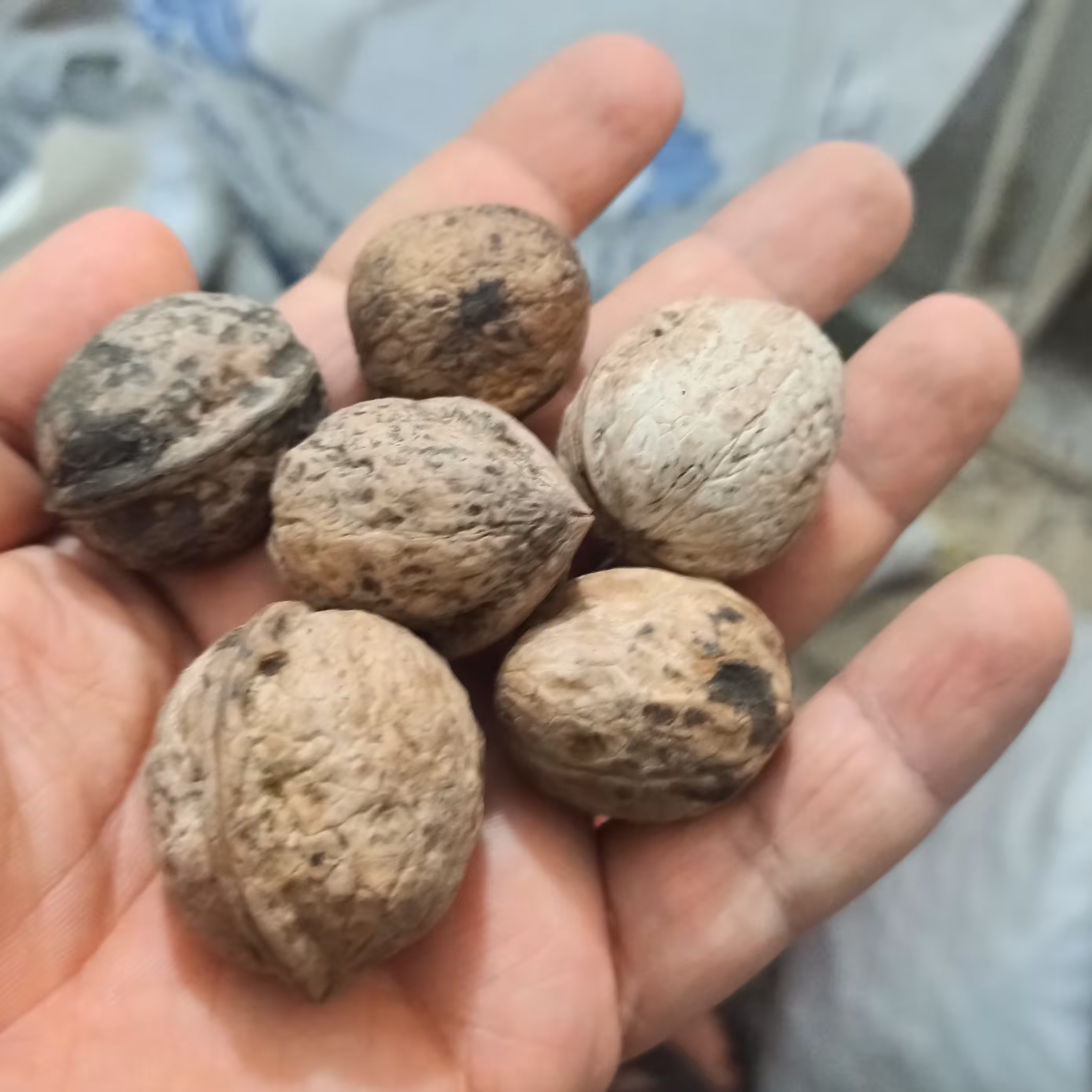 گردو ایرانی درجه 