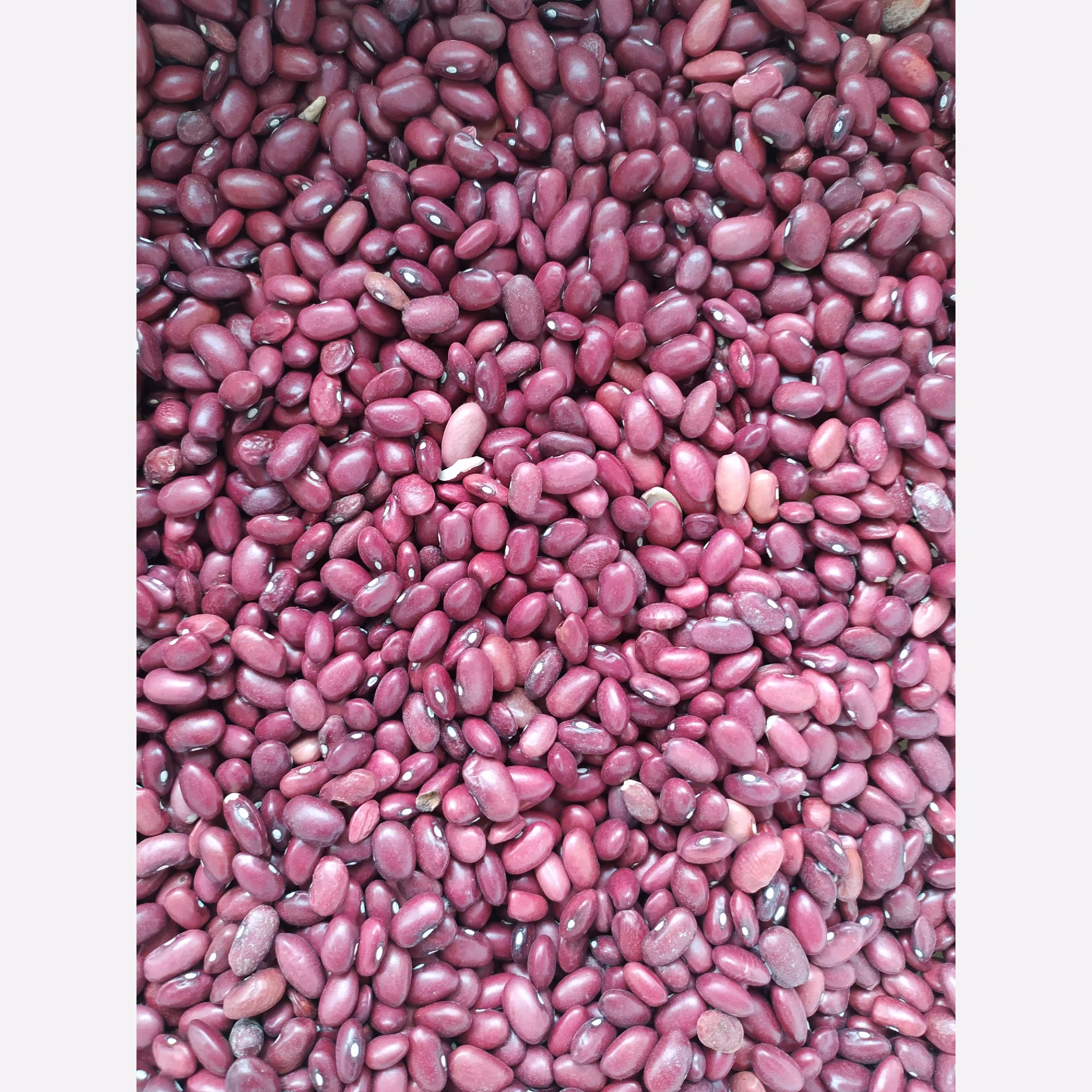 لوبیا قرمز( 500 گرمی)