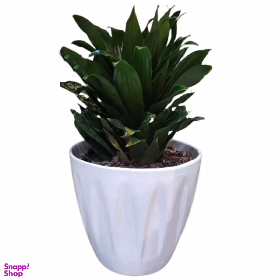 گلدان کامپکت ارتفاع 35 سانتی متر