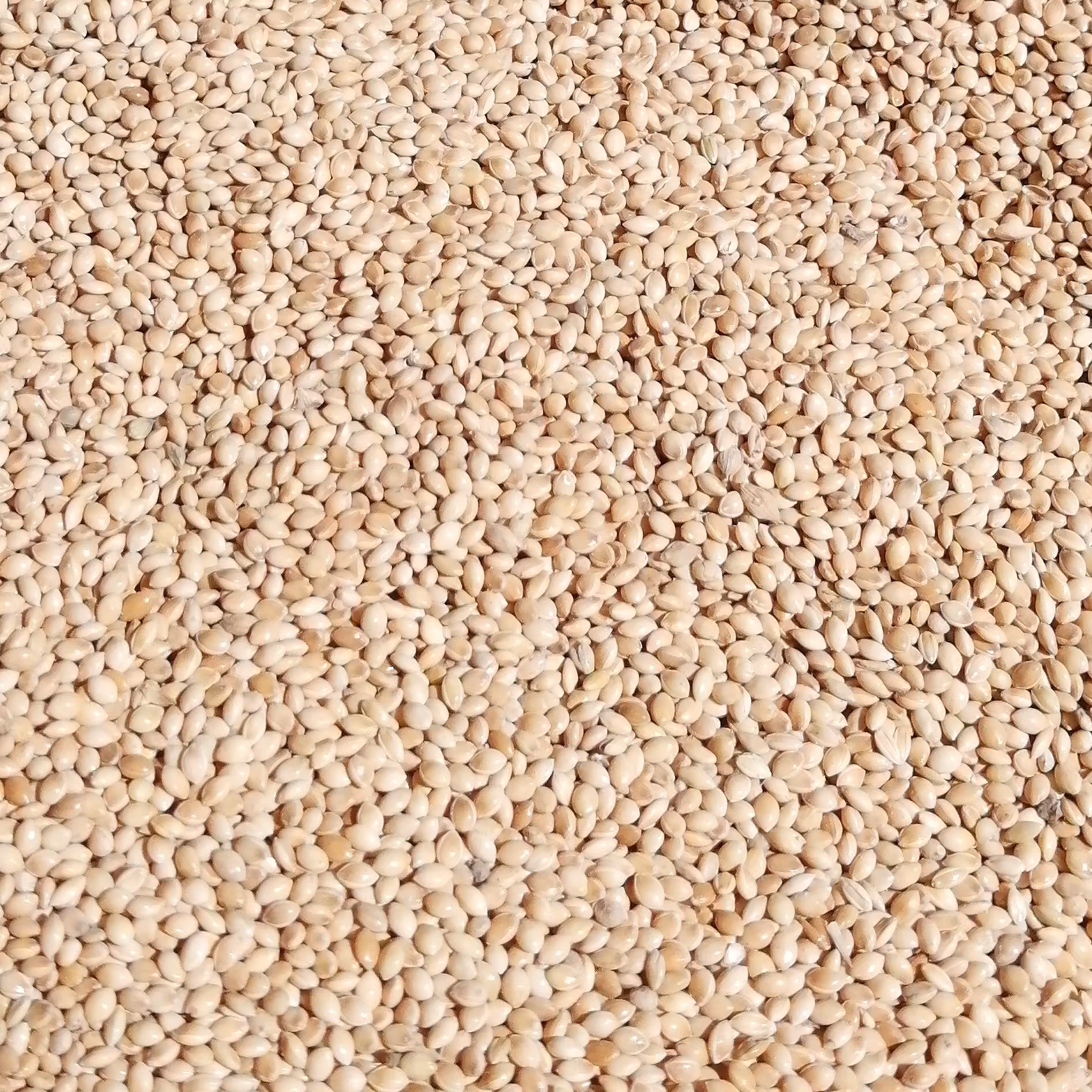 گندم نیم کیلو