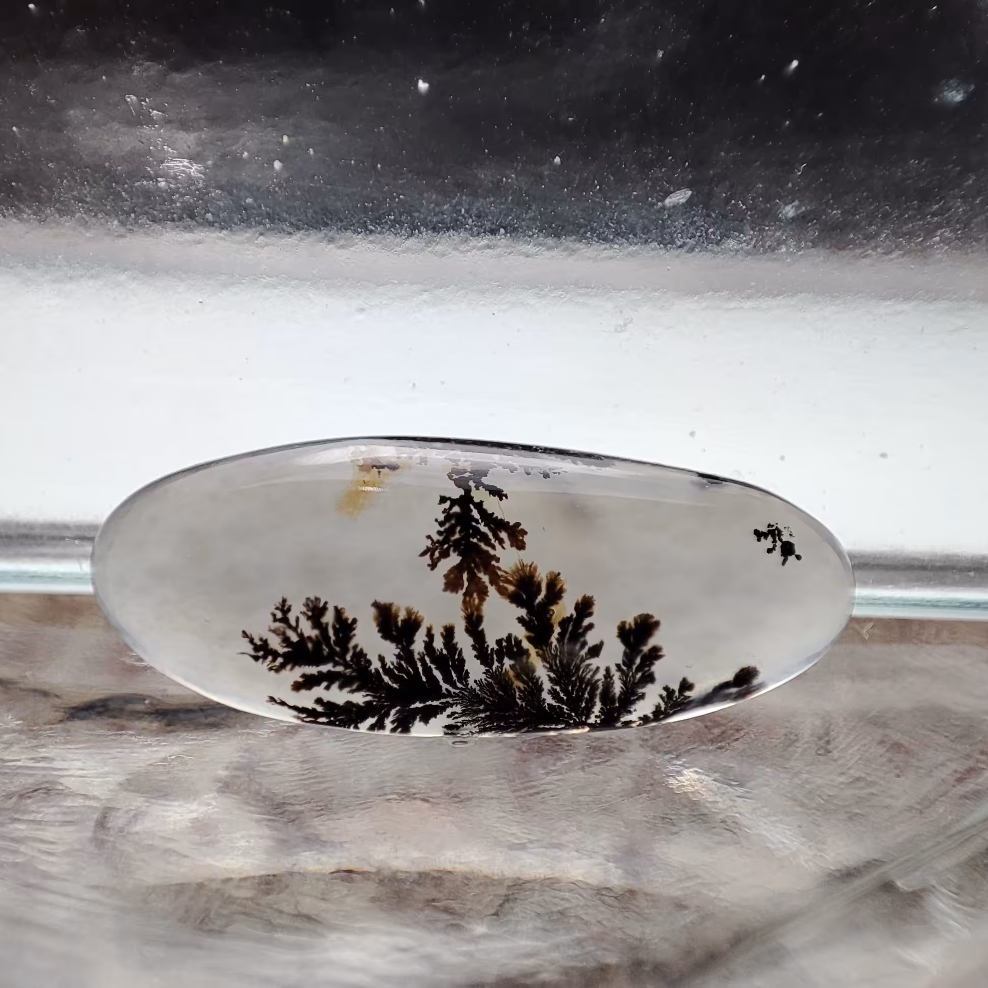 شجر قائن کلکسیونی طبیعی و معدنی کد 941