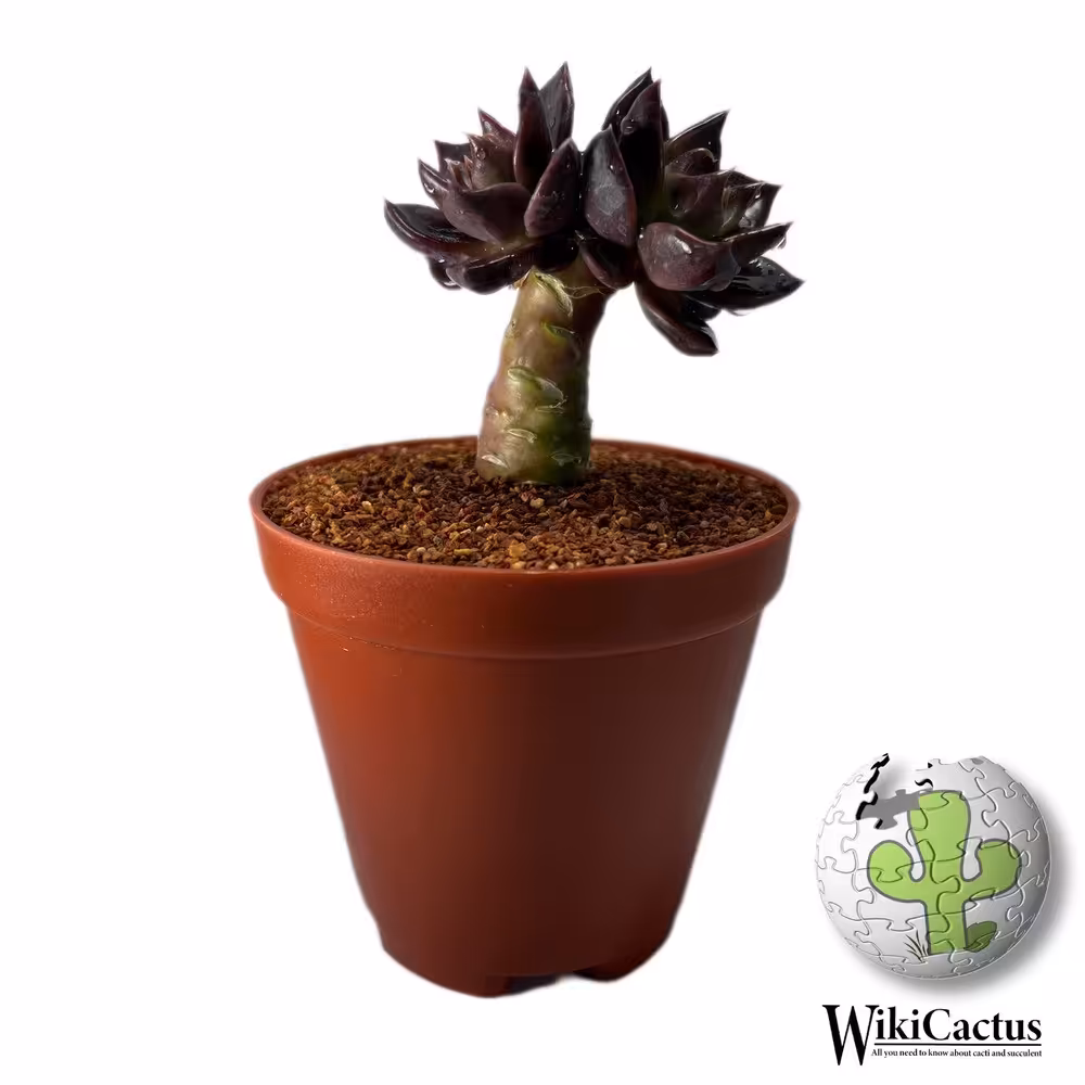 درختچه بسیار کمیاب و خاص اچوریا بلک
گلدان سایز12