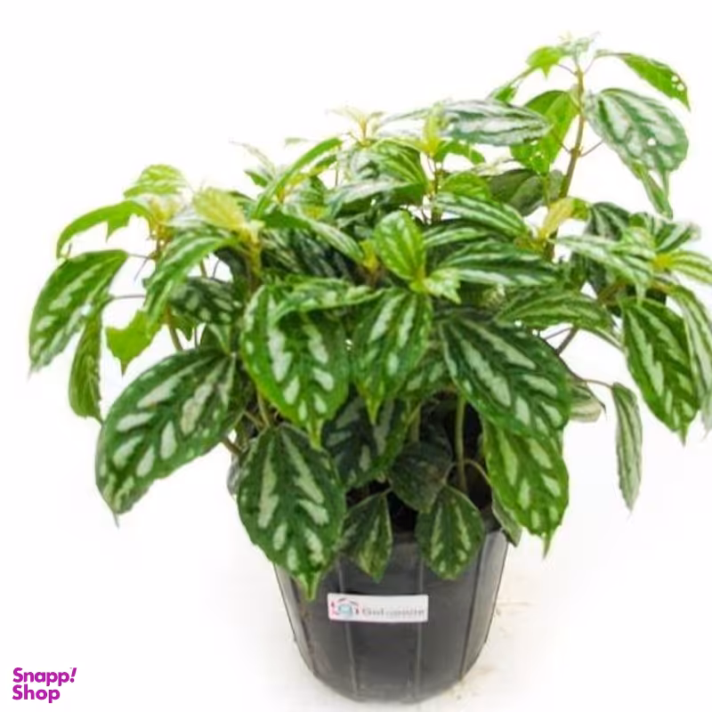 گلدان طبیعی پيله نقره ای با گلدان سفالی طوسی سفید ارتفاع ۴۵ سانتی متر