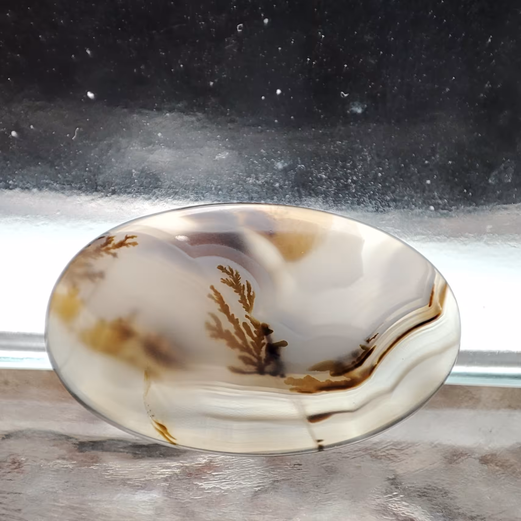 شجر  قائن کد 577