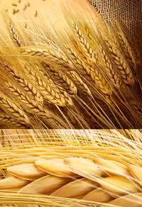 عکس با کیفیت خوشه های طلایی گندم - گرافیک با طعم تربچه