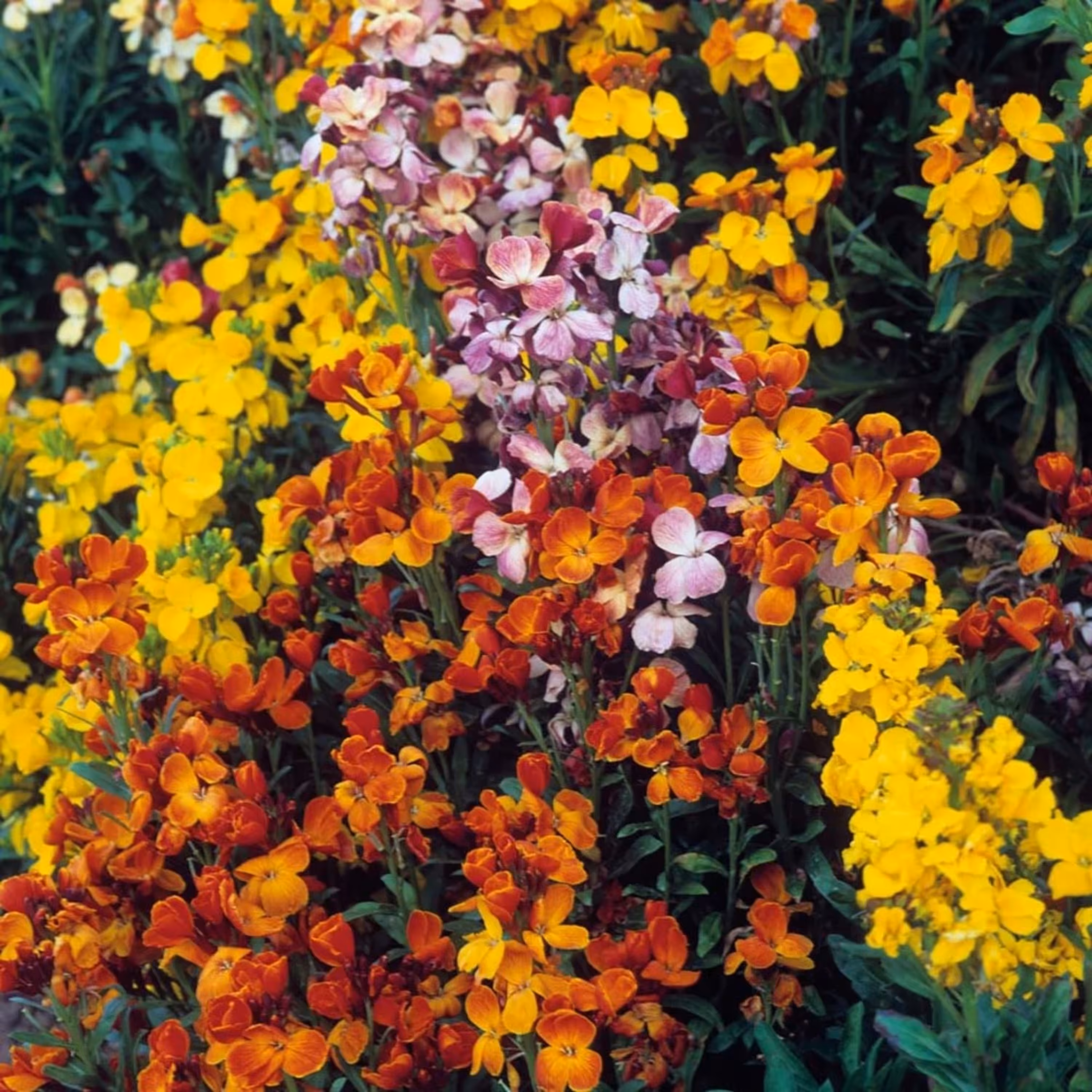بذر گل شب بو خیری