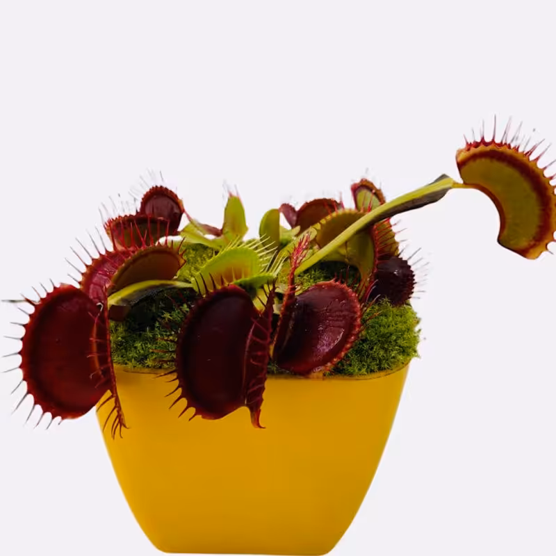 5 عدد بذر گیاه گوشت خوار ونوس - Venus flytrap