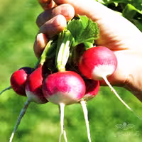 بذر تربچه گرد دورنگ ترک آرزومان 10 گرمی