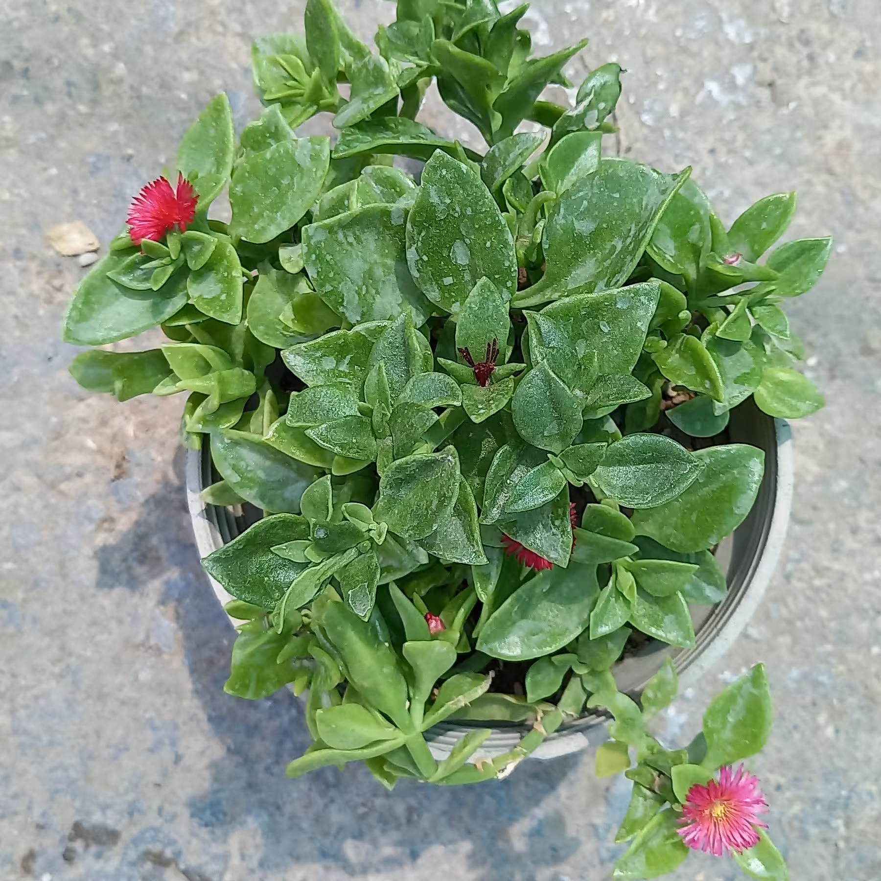 ناز فرانسوی