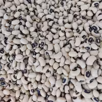 لوبیا چشم بلبلی درجه یک 500 گرمی 