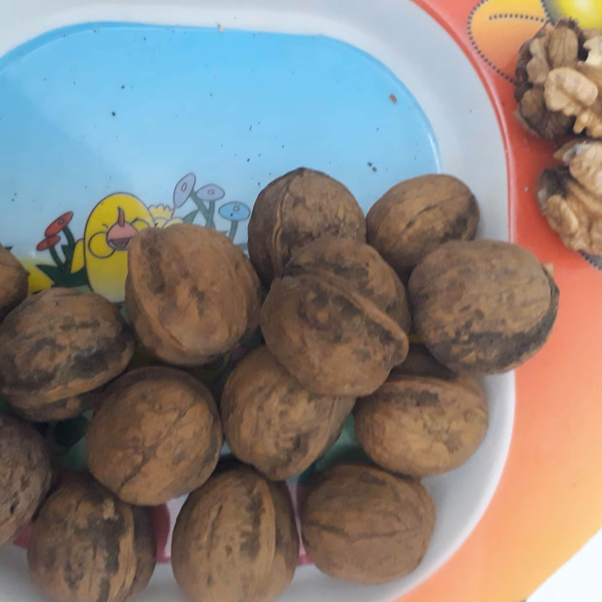 گردو ممتاز  پوست کاغذی امسالی  نهاوند 