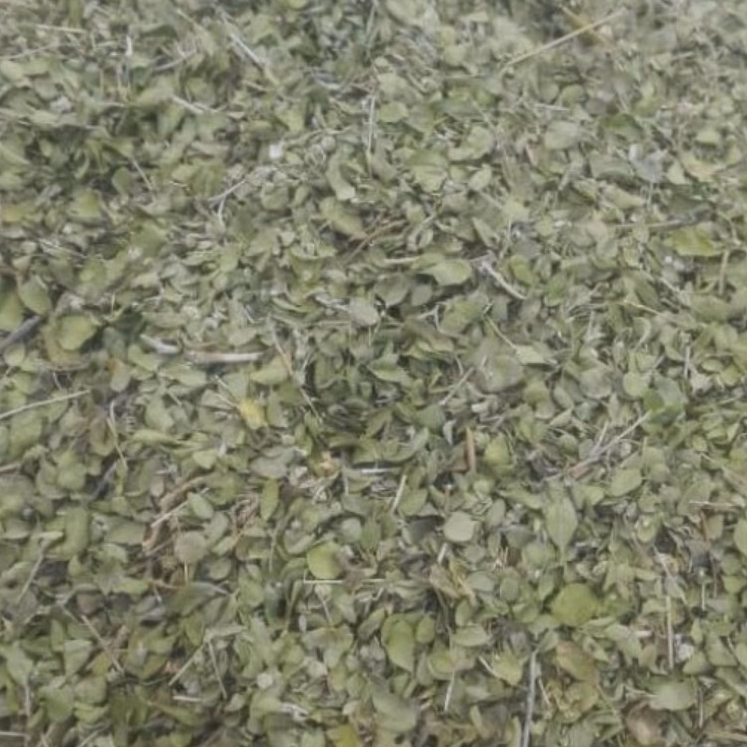 آویشن شیرازی برگ خالص (50 گرم)