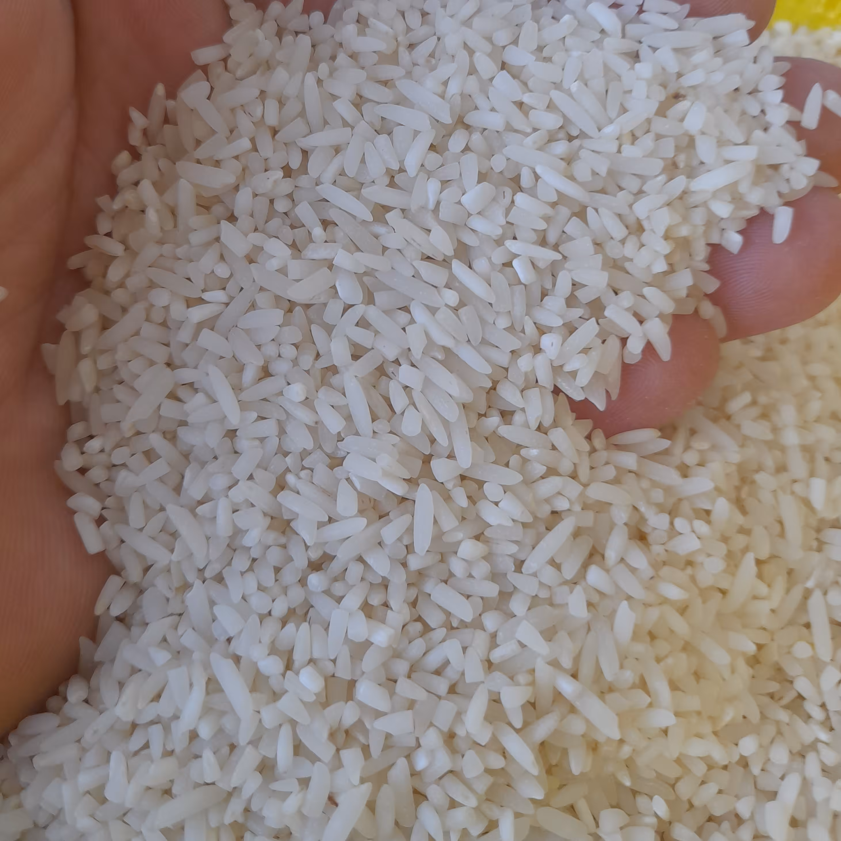 لاشه برنج هاشمی مرغوب عطردار پخت عالی محصول امساله با بسته بندی 10 کیلویی (ارسال رایگان)