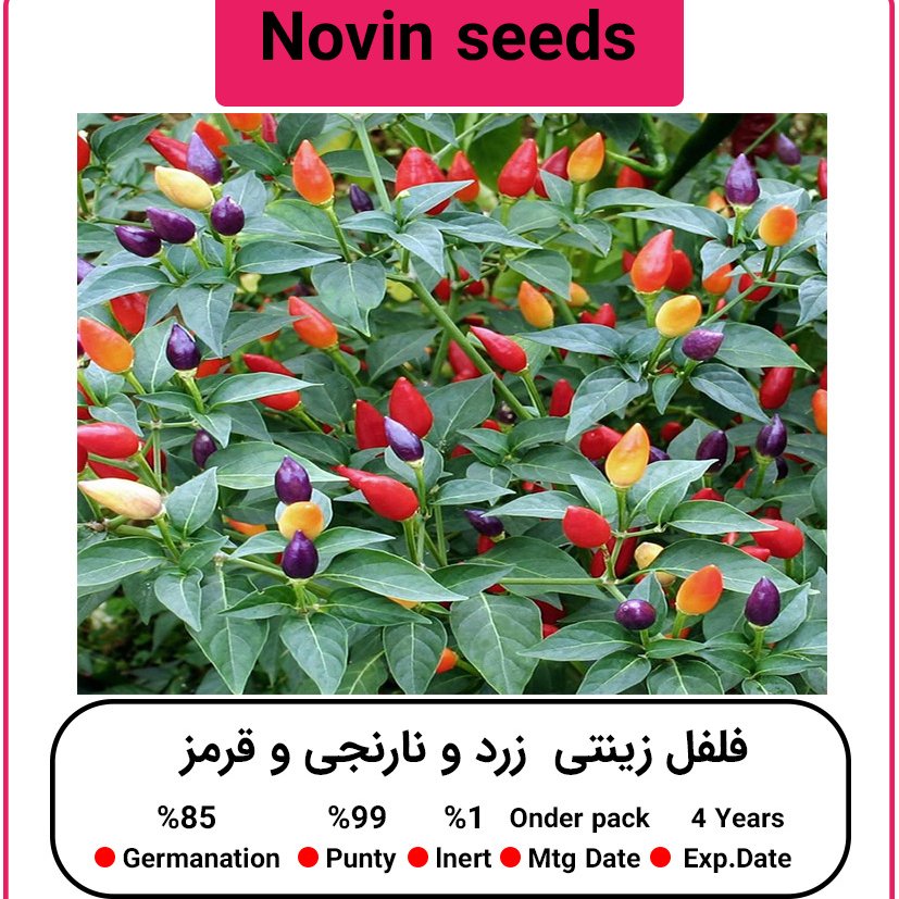 بذر فلفل زینتی