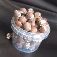 فندق محلی لوکس درجه یک ارسال رایگان 