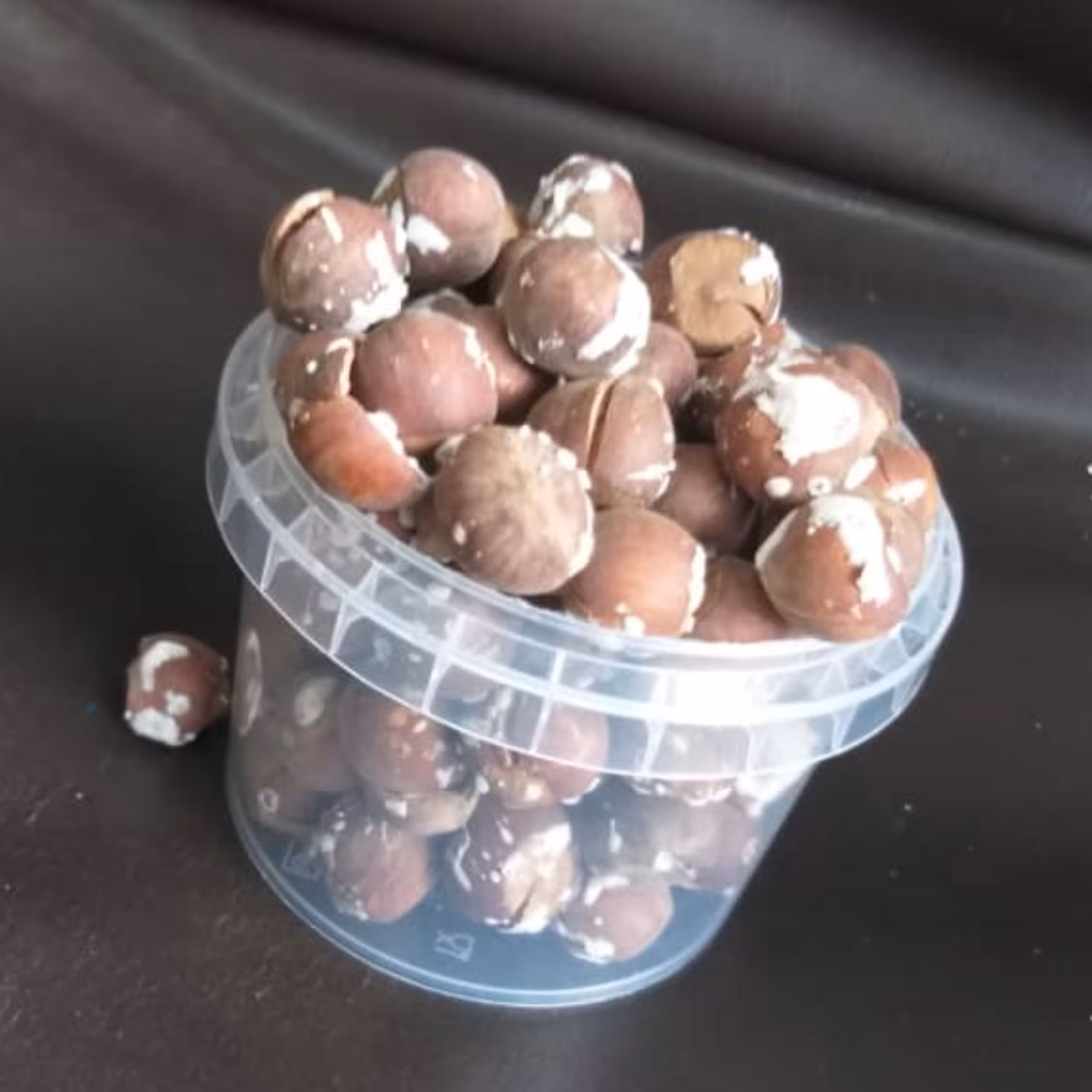 فندق محلی لوکس درجه یک ارسال رایگان 