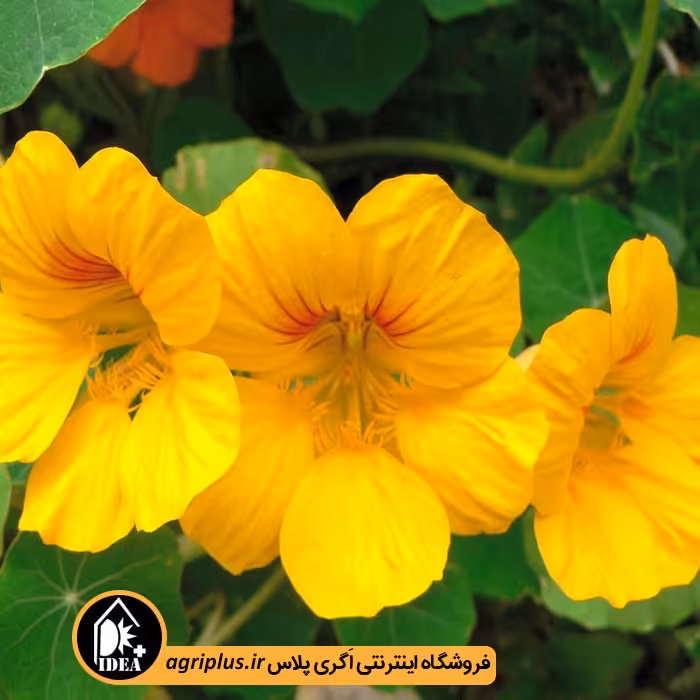 بذر گل لادن بسته بندی خانگی
